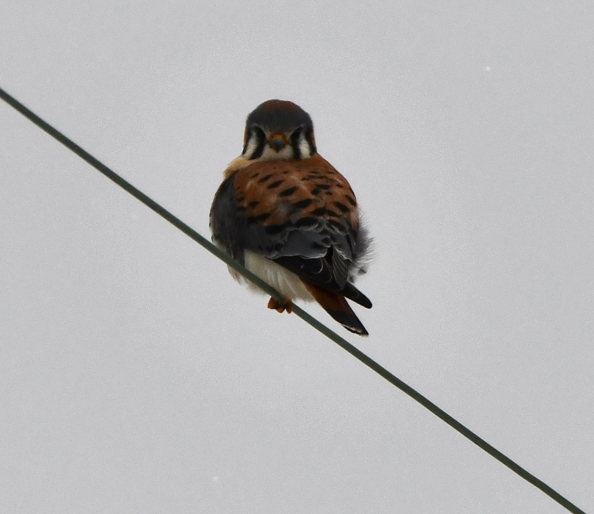 Воробьиная пустельга - ML646769501