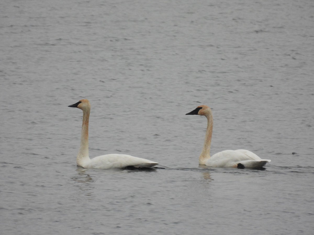 Cisne Trompetero - ML646769502