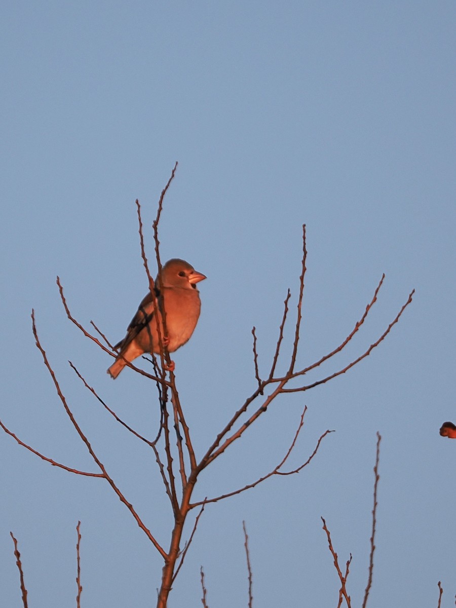 Oriental Greenfinch - ML646769503