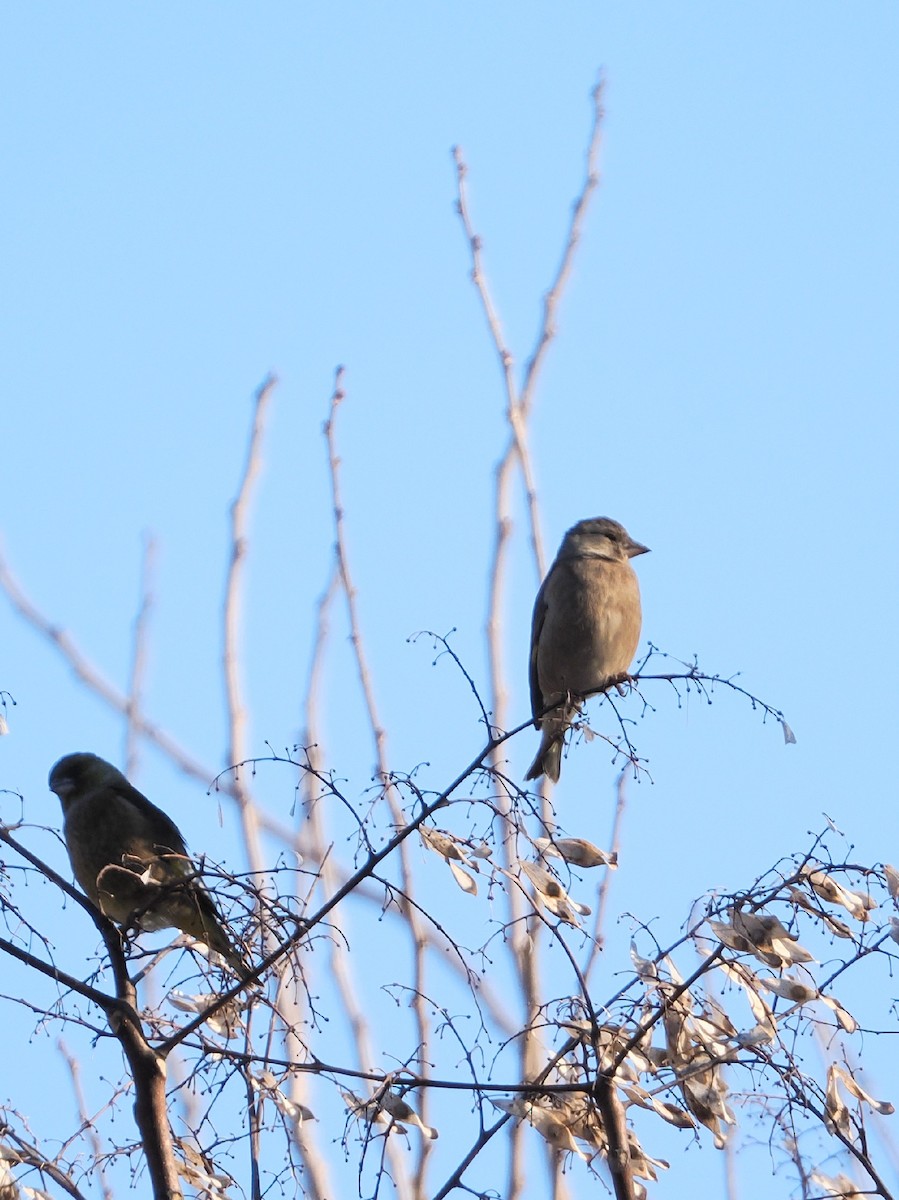 Oriental Greenfinch - ML646769504