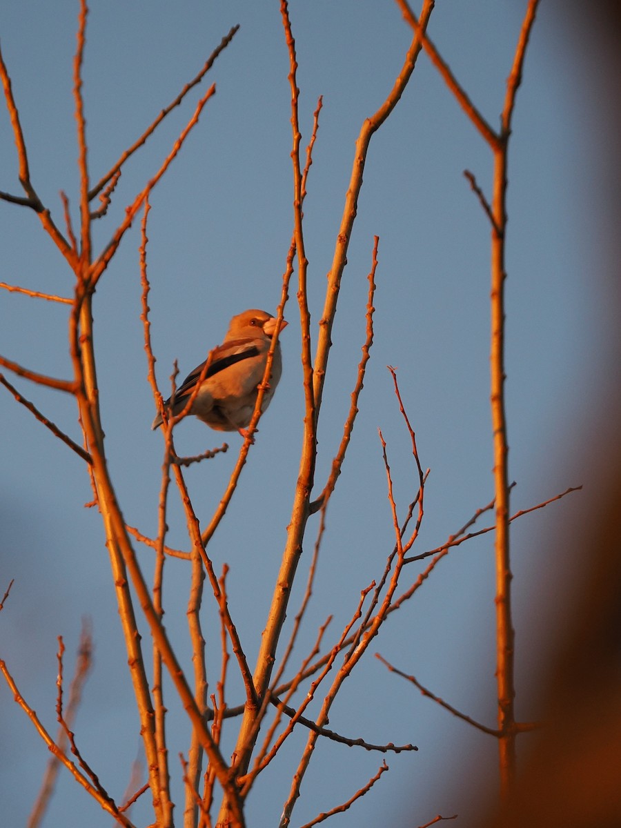 Oriental Greenfinch - ML646769505
