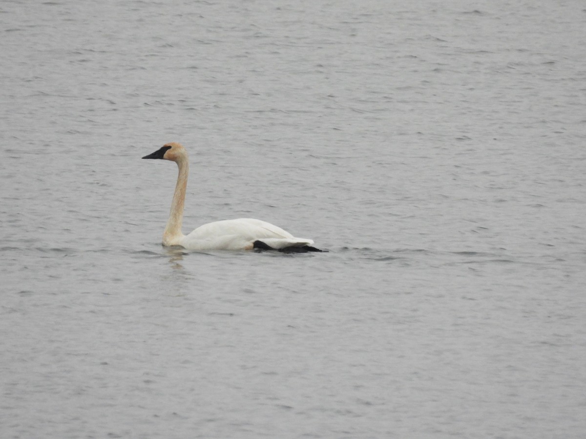 Cisne Trompetero - ML646769508