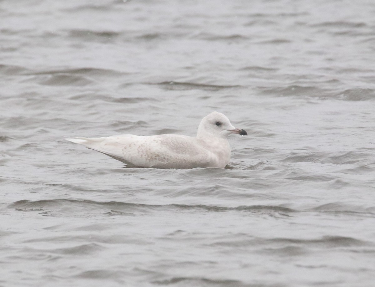 Goéland arctique (kumlieni) - ML646769514