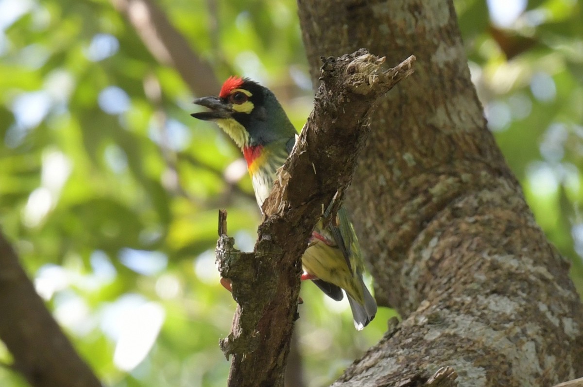 Barbudo Calderero - ML646769515