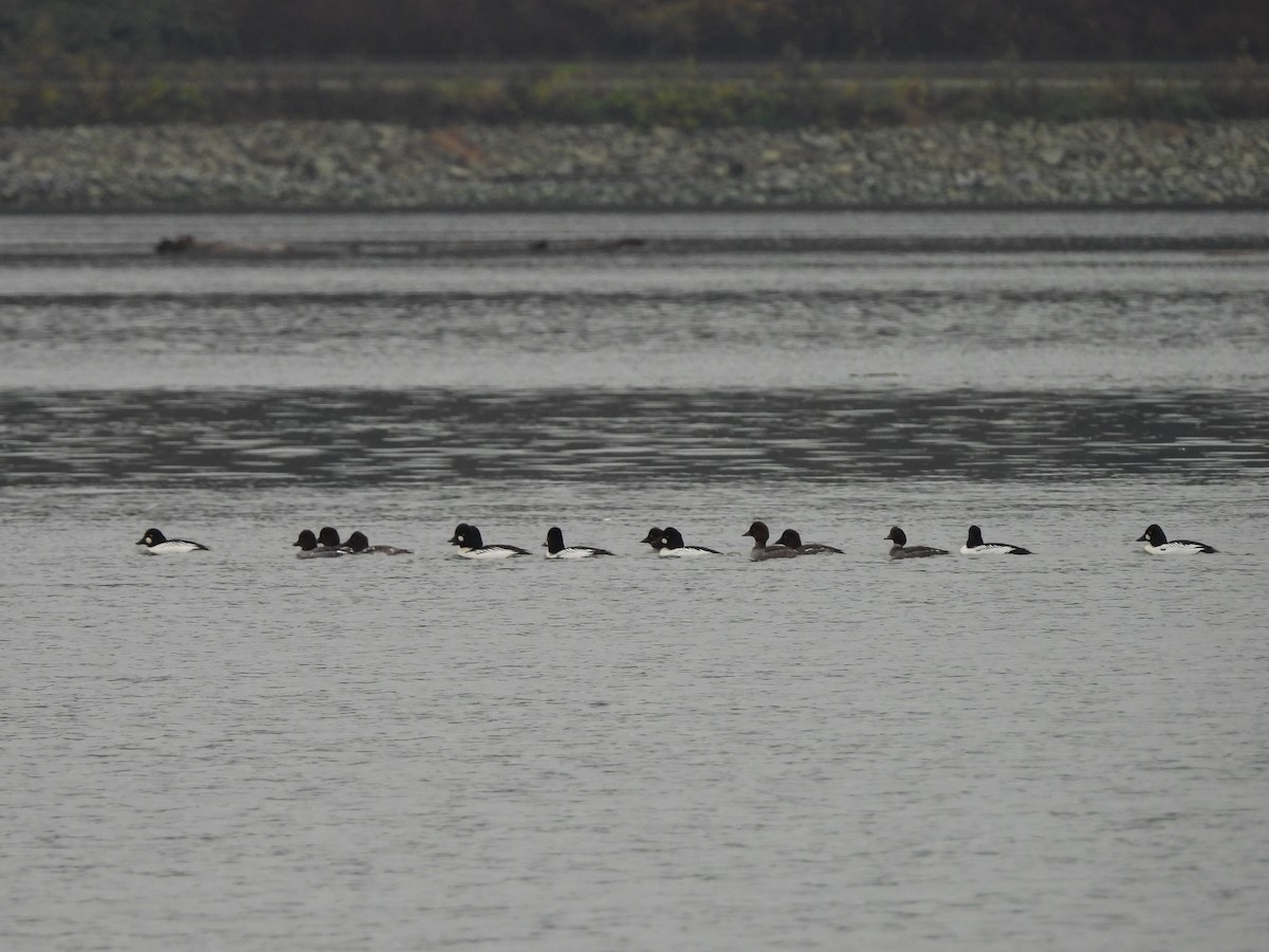 Алаг шунгаач - ML646769516