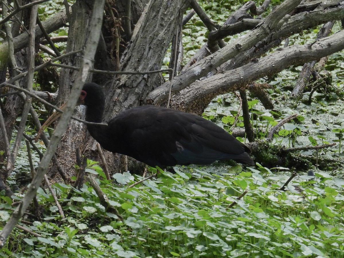 Ibis Afeitado - ML646769518