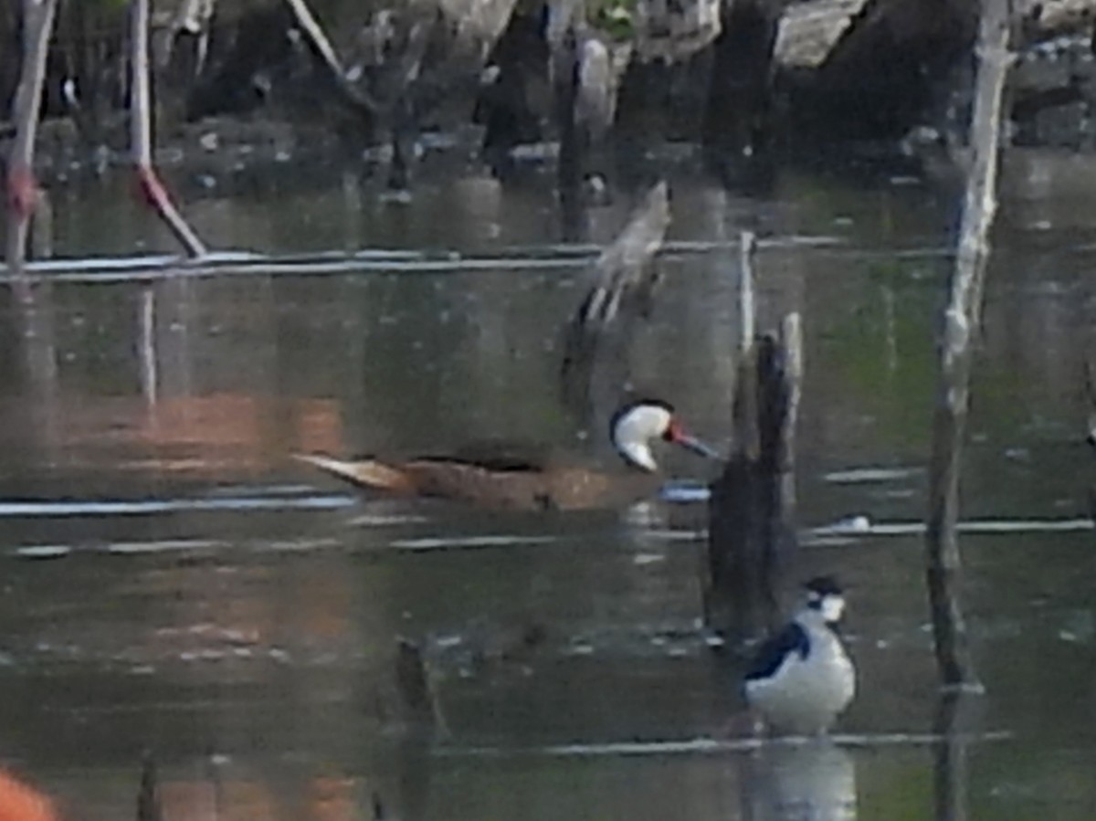 Ánade Gargantillo - ML646769519