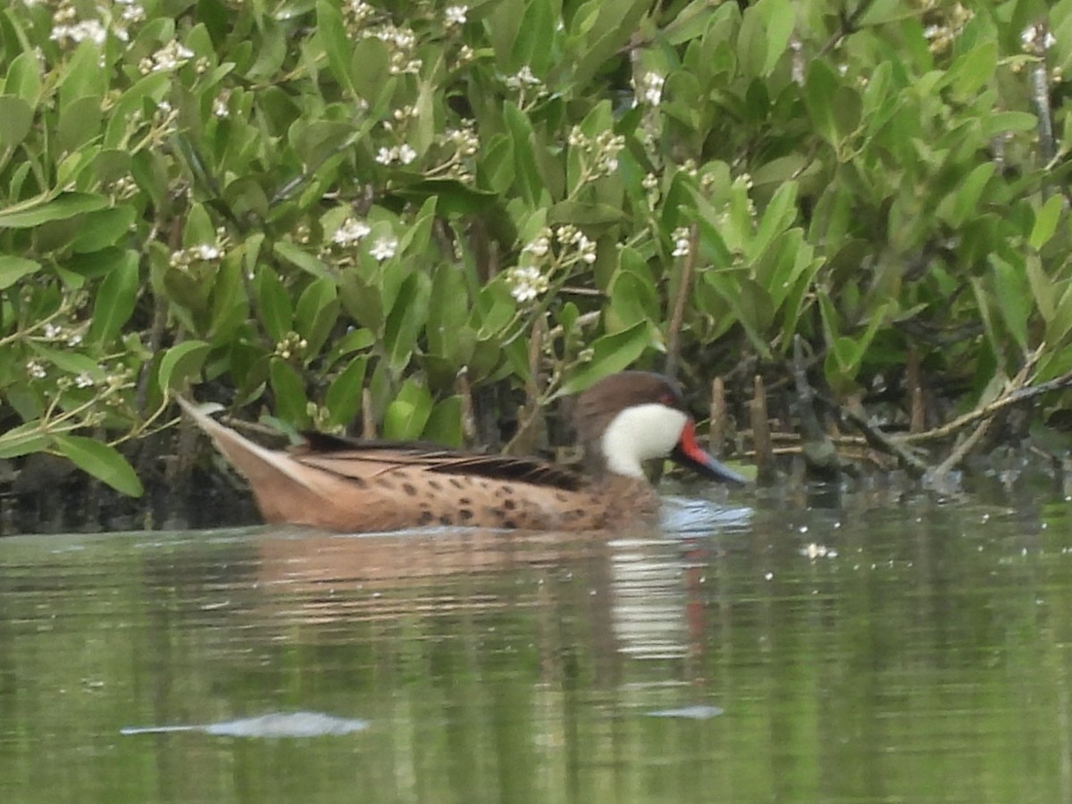 Ánade Gargantillo - ML646769520