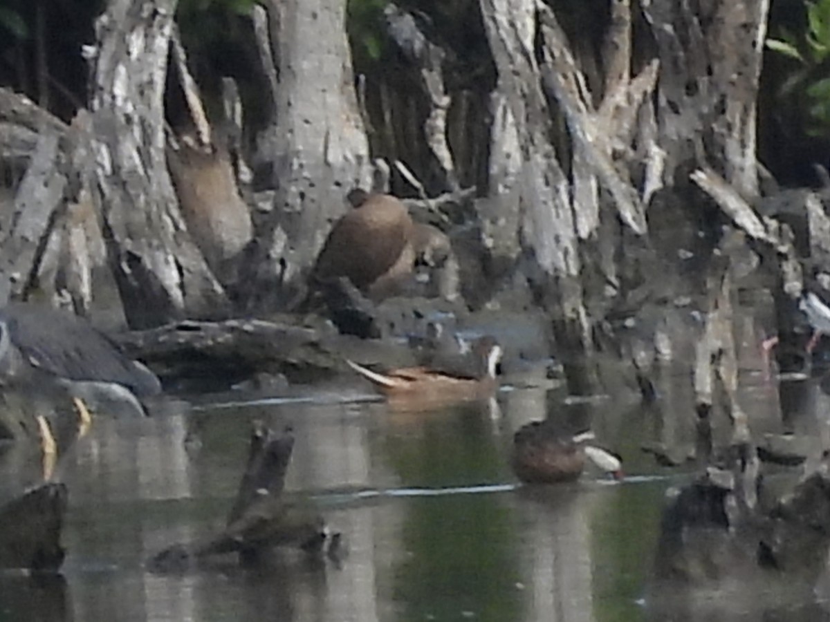 Ánade Gargantillo - ML646769521