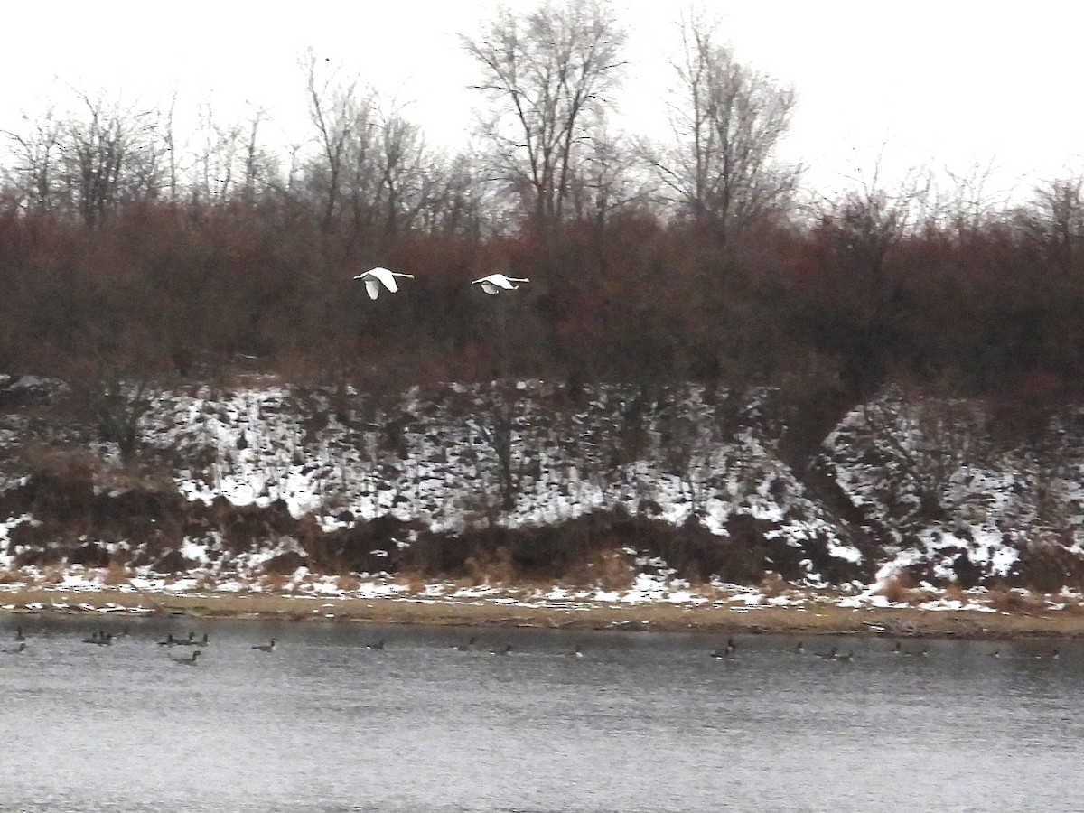 Cisne Trompetero - ML646769523