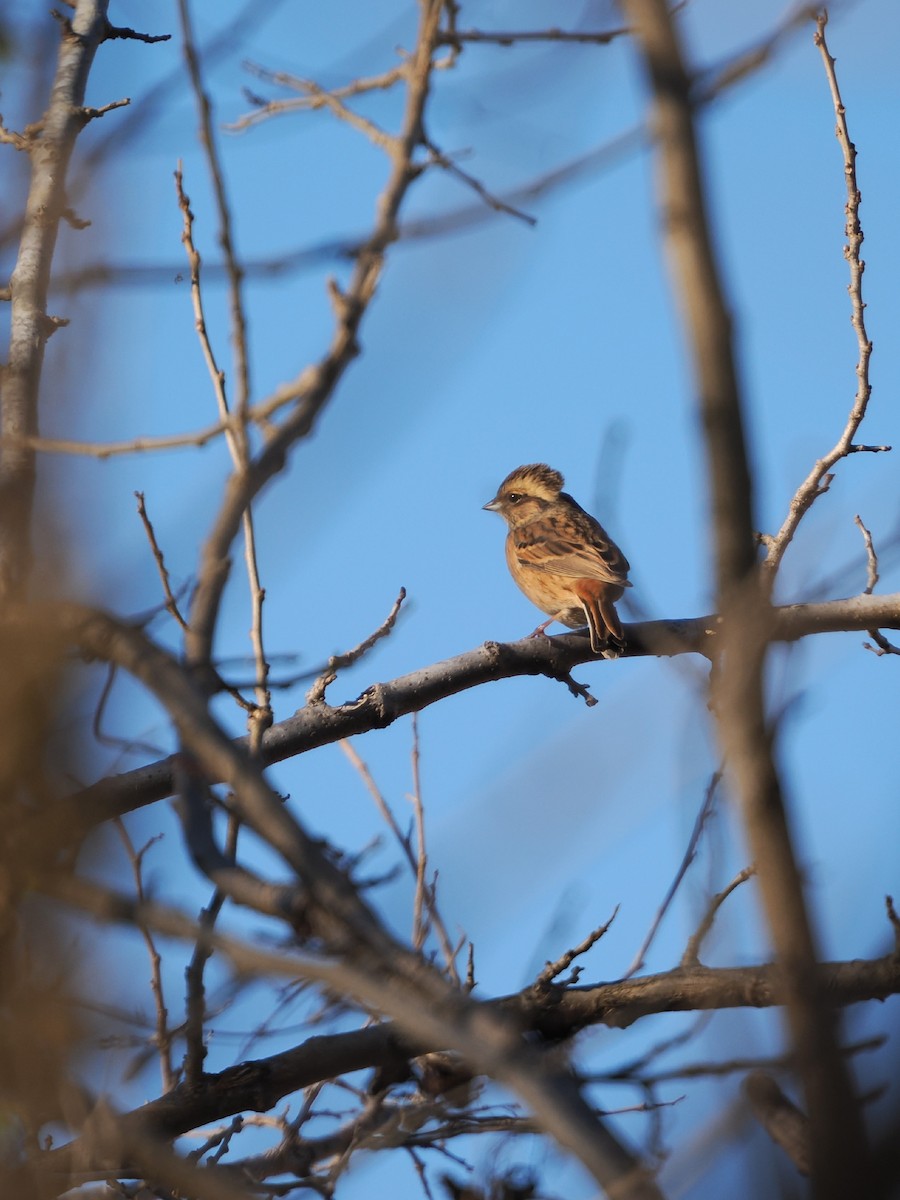 Meadow Bunting - ML646769524
