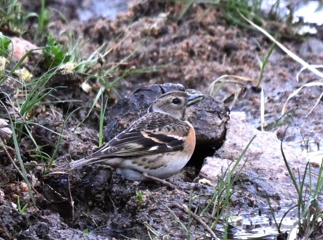 Brambling - ML646769526