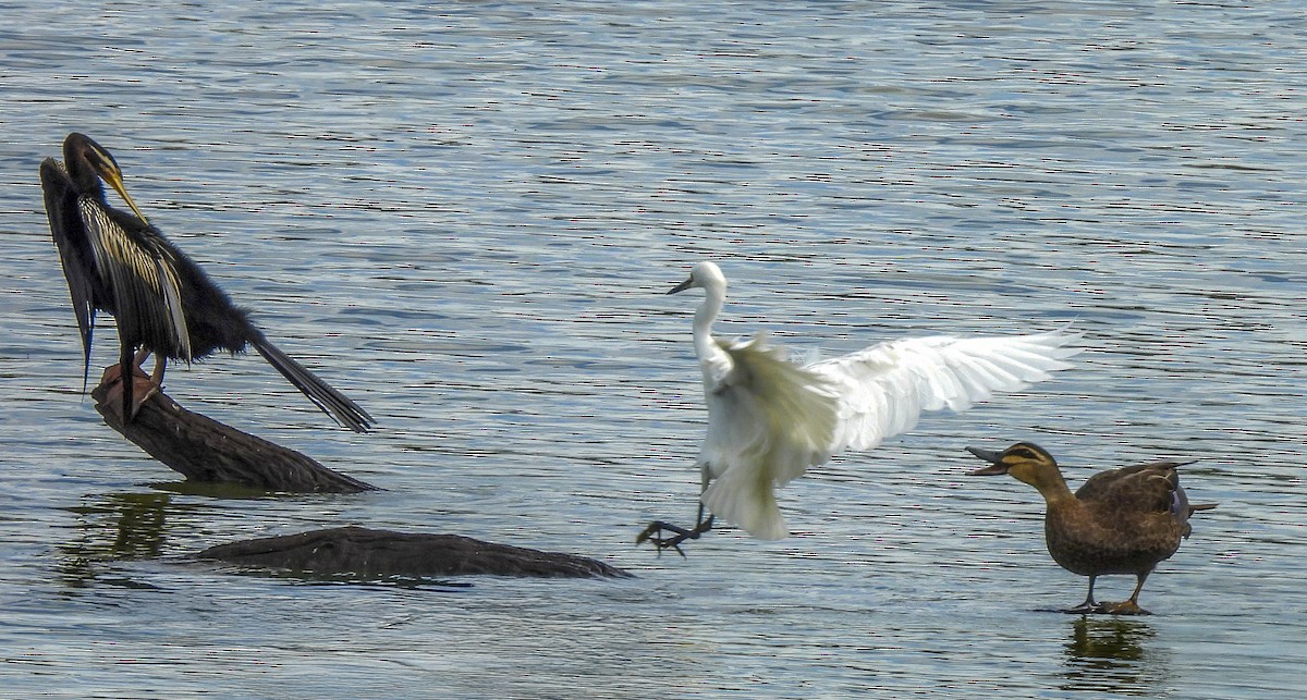 Крижень австралійський - ML646769527