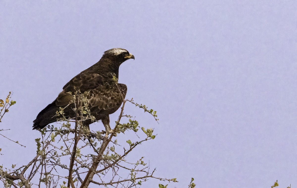 Wahlberg's Eagle - ML646769533