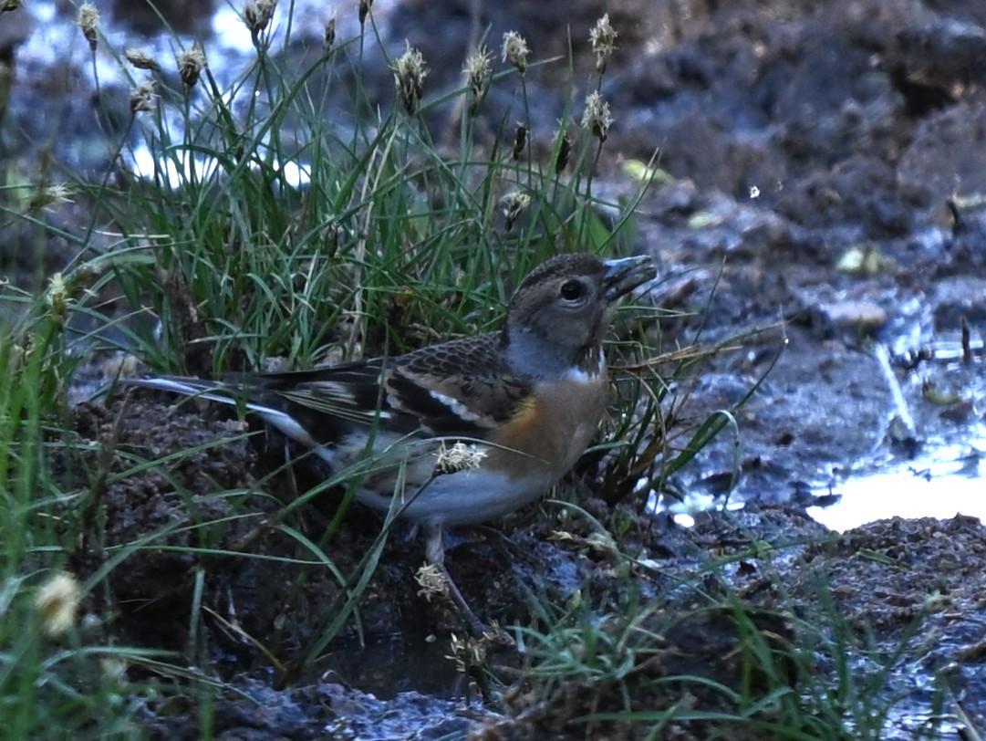 Brambling - ML646769535