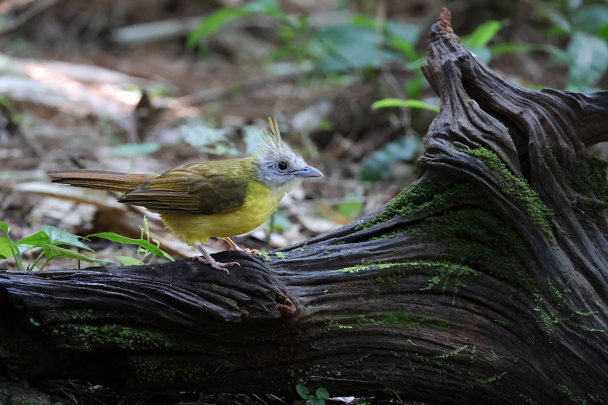 Bulbul flavéole - ML646769536