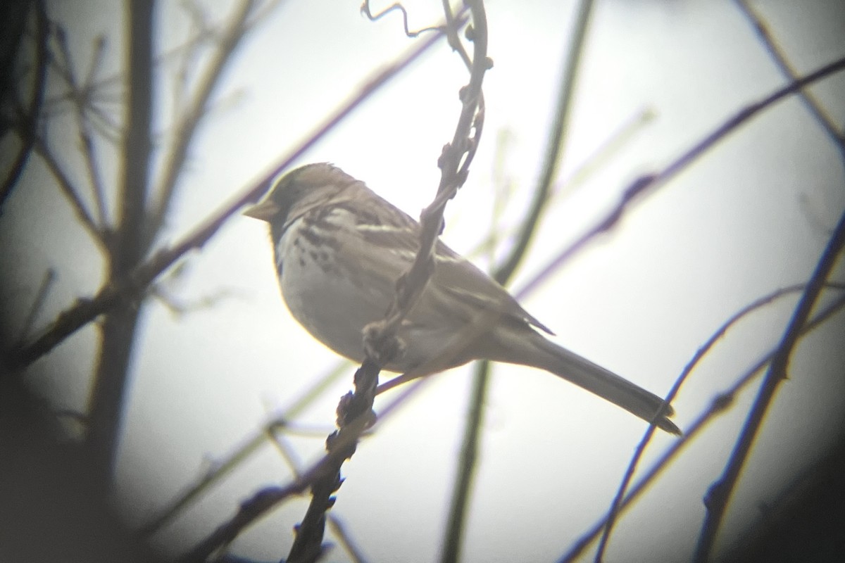 Harrisammer - ML646769545