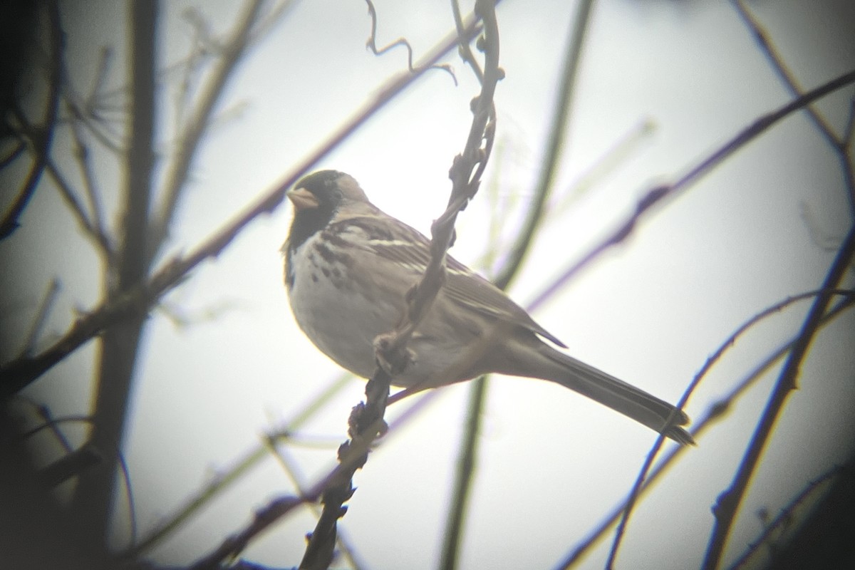 Harrisammer - ML646769546