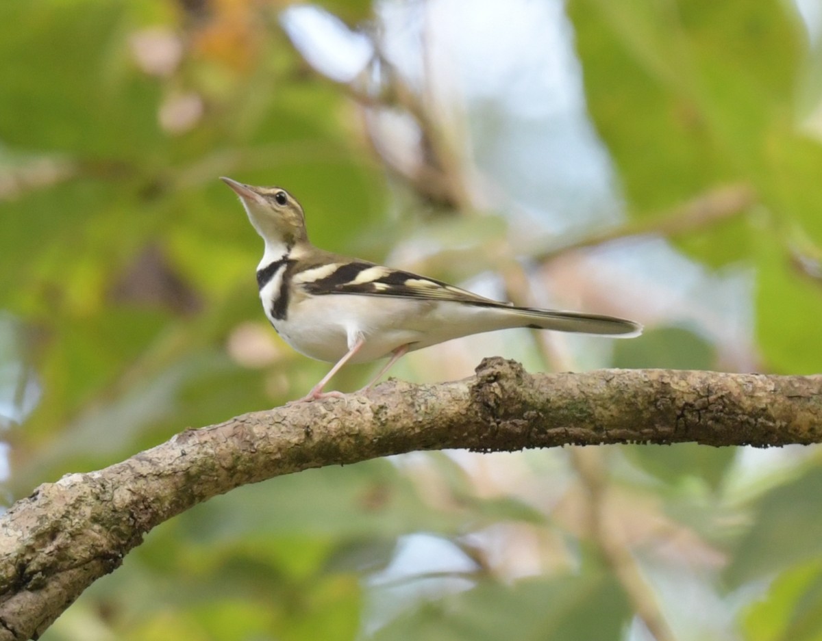 Lavandera Forestal - ML646769554