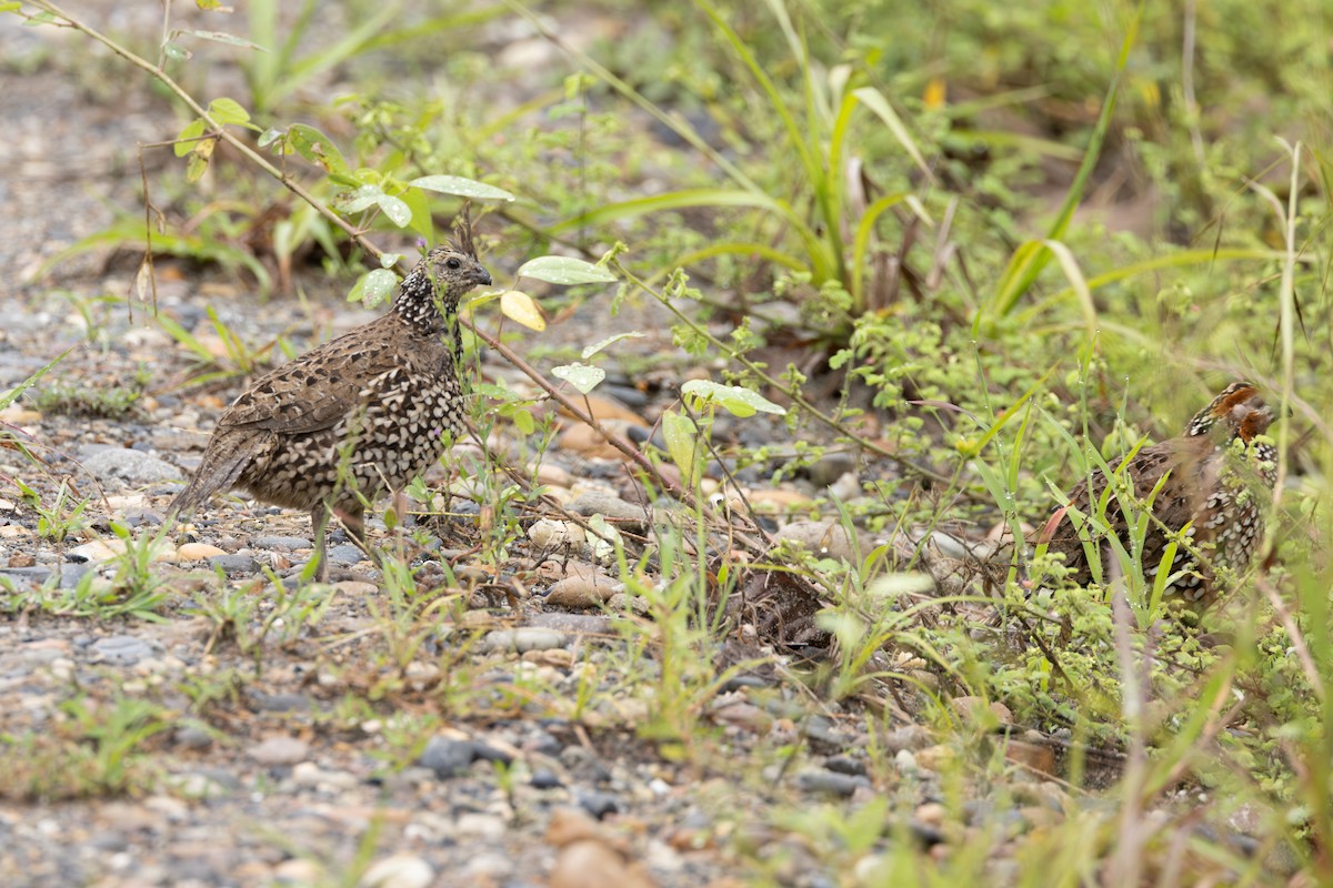 Crested Bobwhite - ML646769555