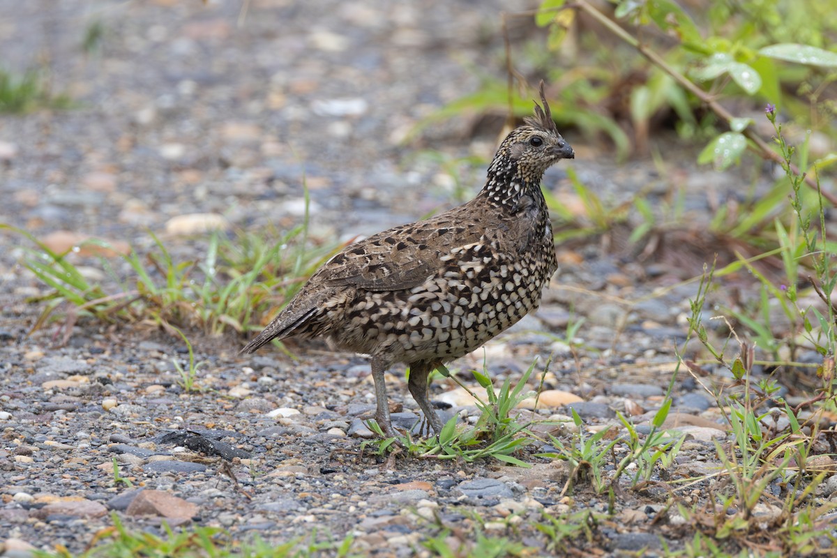Crested Bobwhite - ML646769556