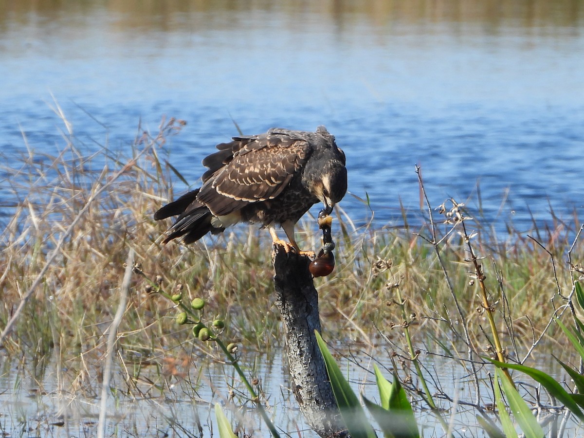 Snail Kite - ML646769558