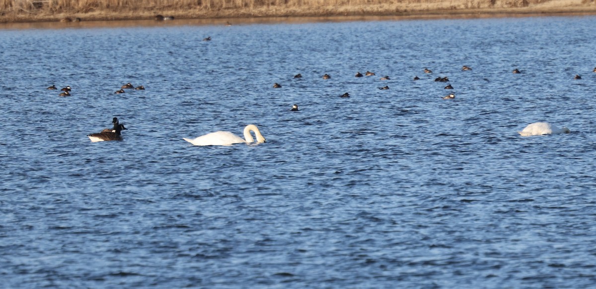 Cisne Vulgar - ML646769560