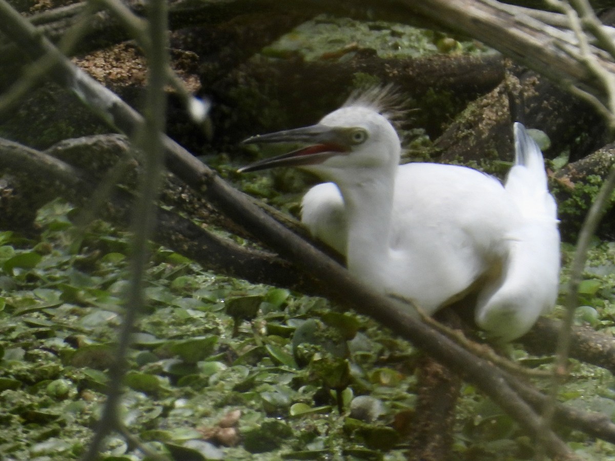 Garceta Azul - ML646769561