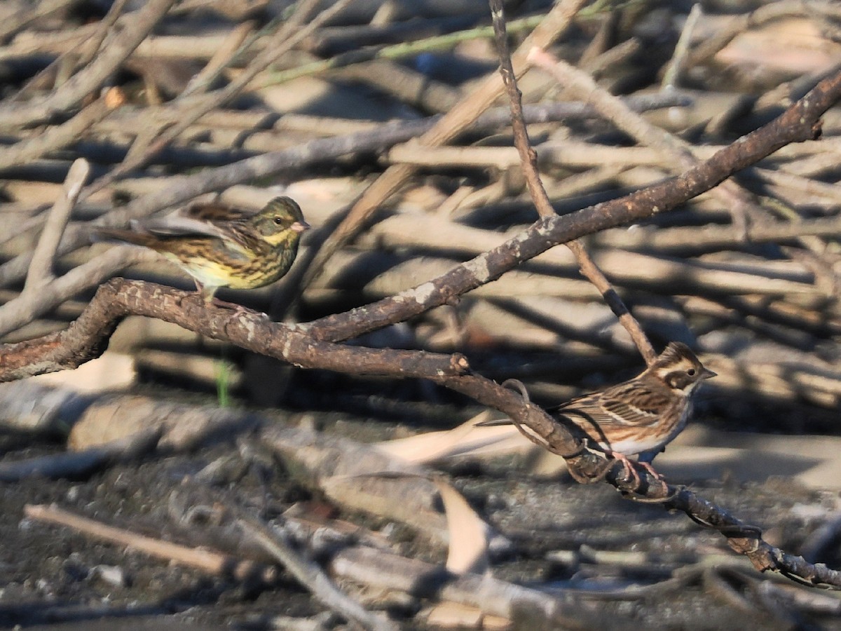 Rustic Bunting - ML646769563