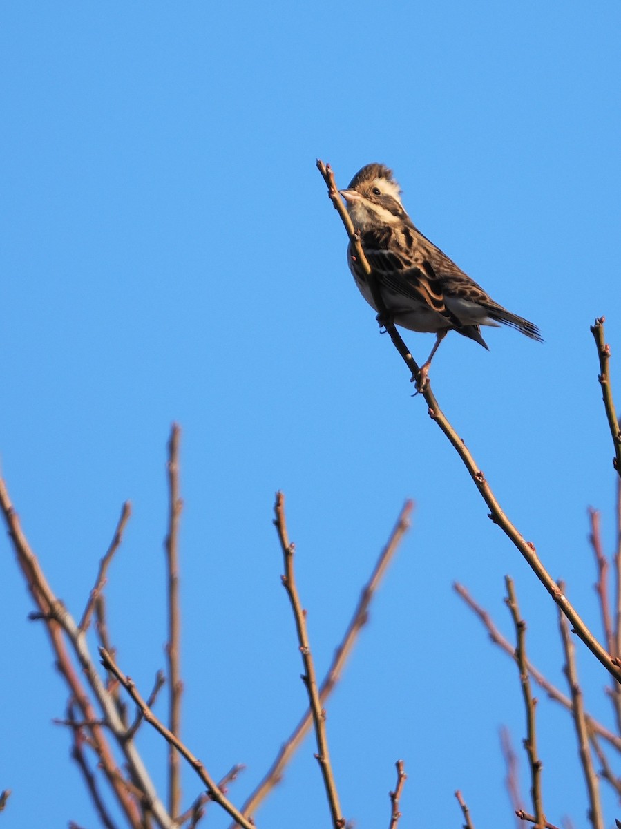 Rustic Bunting - ML646769564