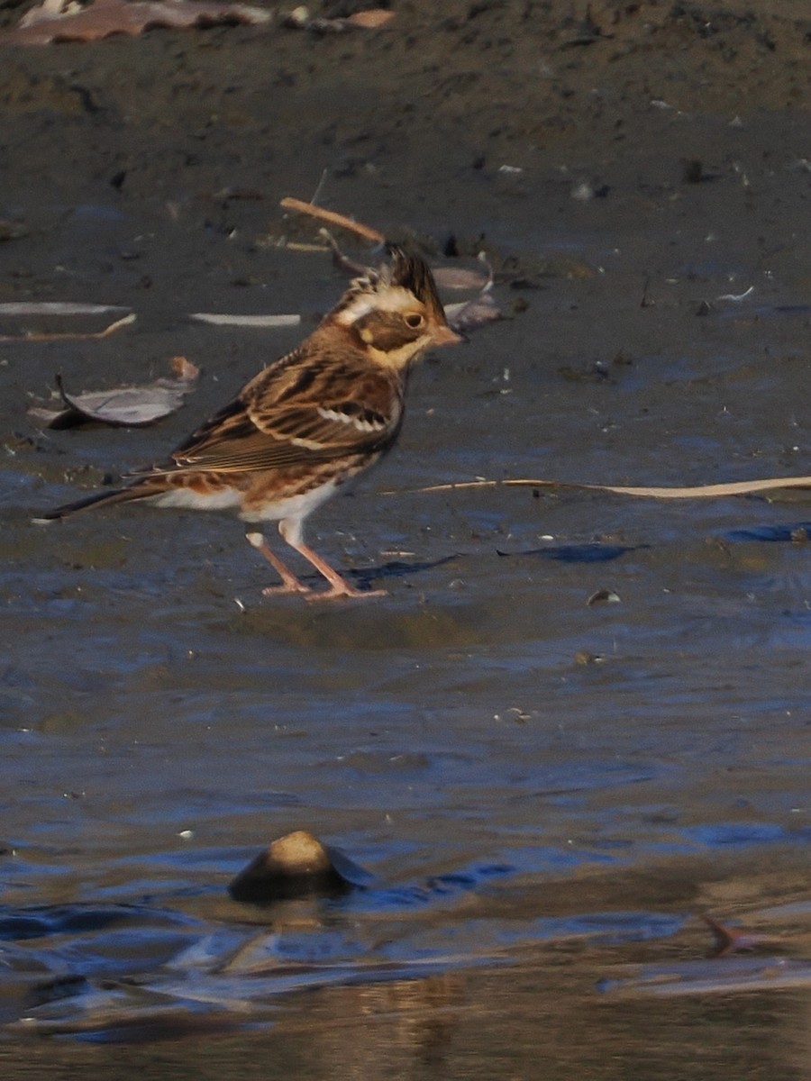 Rustic Bunting - ML646769565