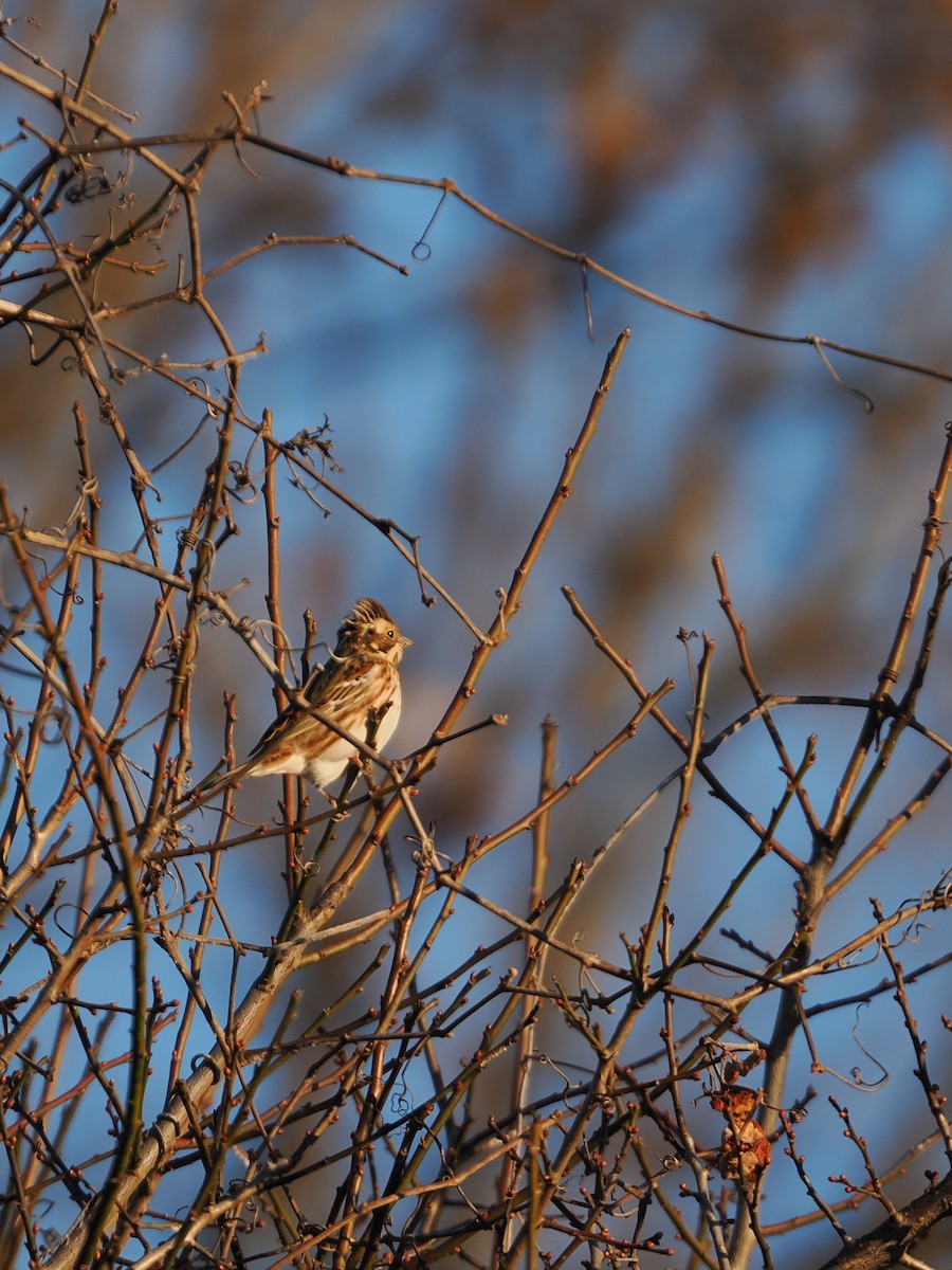 Rustic Bunting - ML646769566