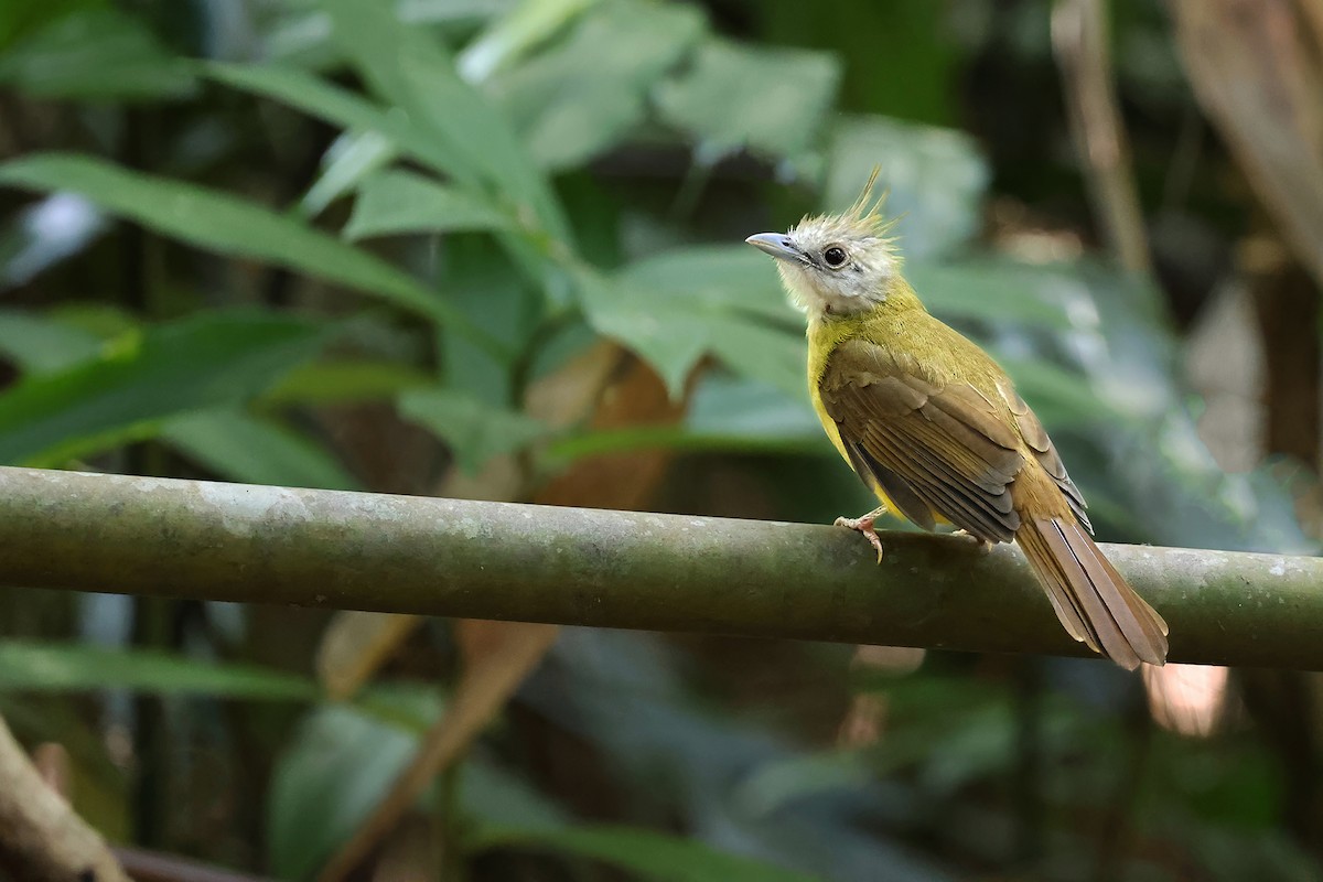 Bulbul flavéole - ML646769568