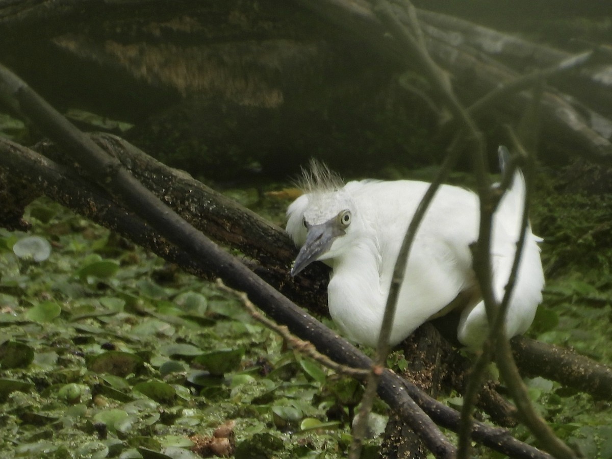 Garceta Azul - ML646769569