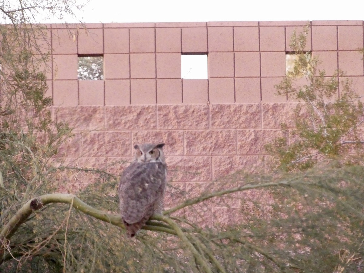 Great Horned Owl - ML646769570