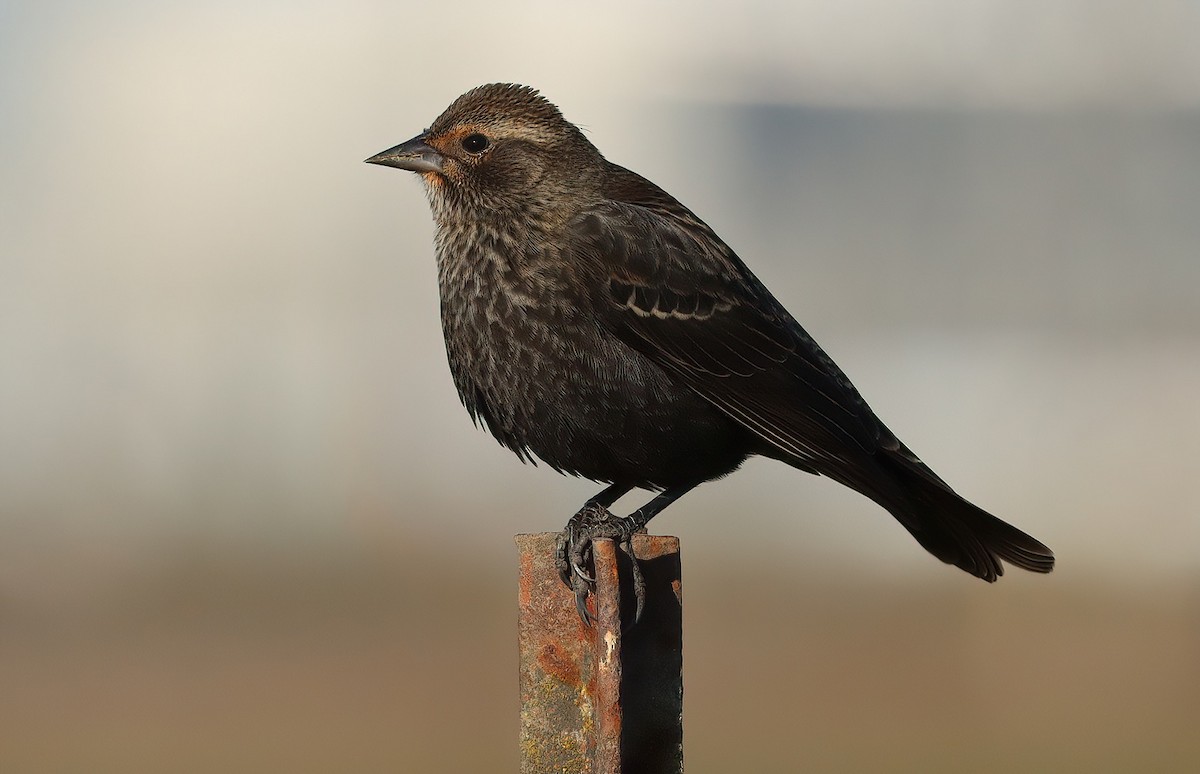 rødvingetrupial - ML646769573