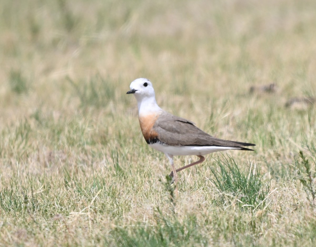 Oriental Plover - ML646769574