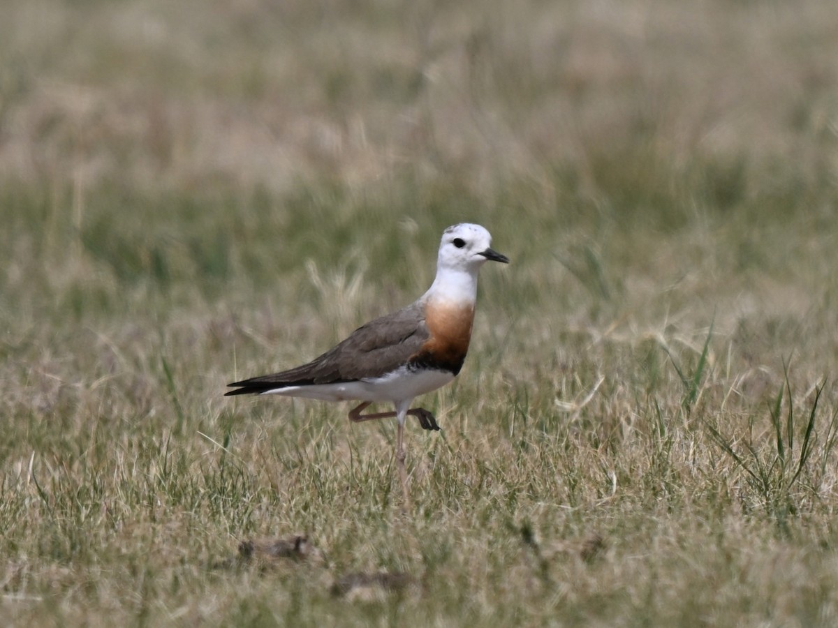 Oriental Plover - ML646769575