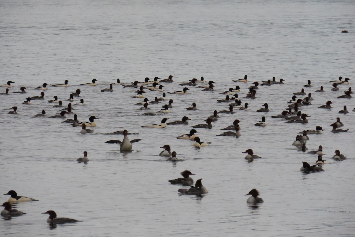 Common Merganser - ML646769577