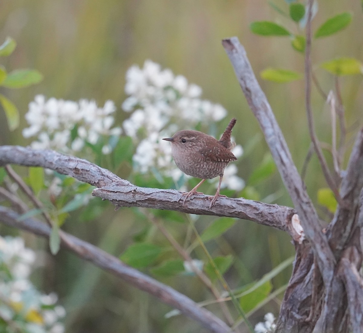 Winter Wren - ML646769578