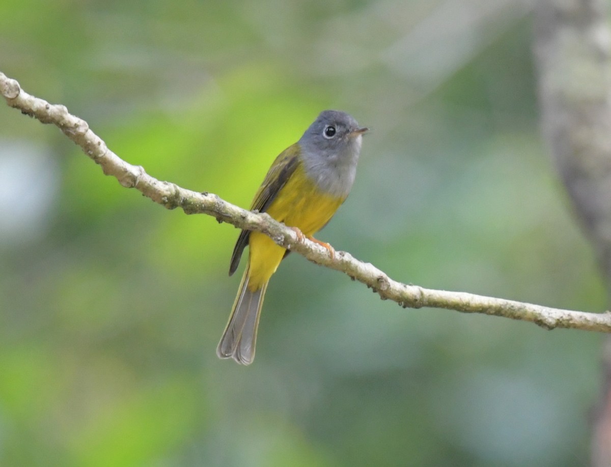 Papamoscas Cabecigrís - ML646769580