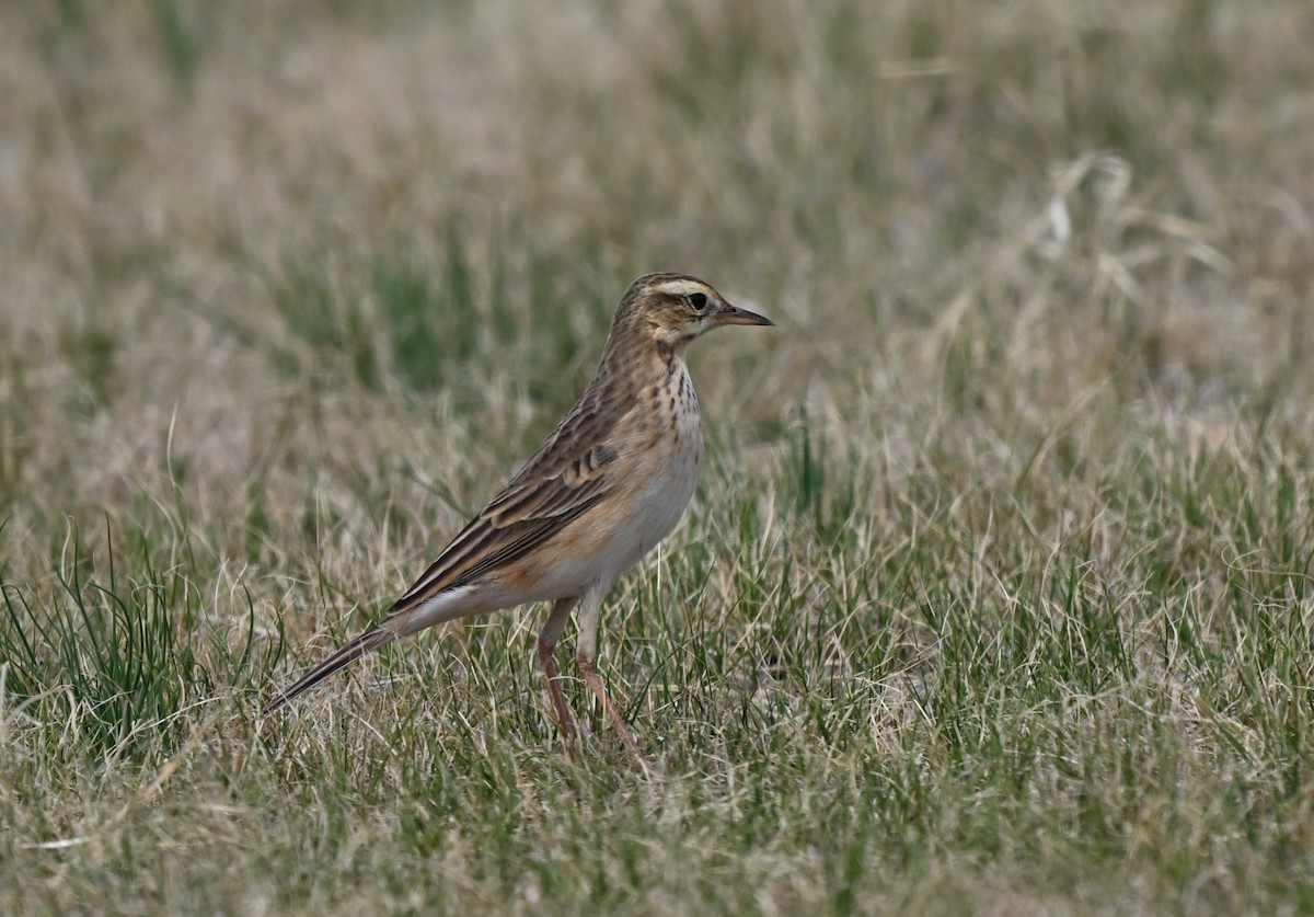 Richard's Pipit - ML646769582