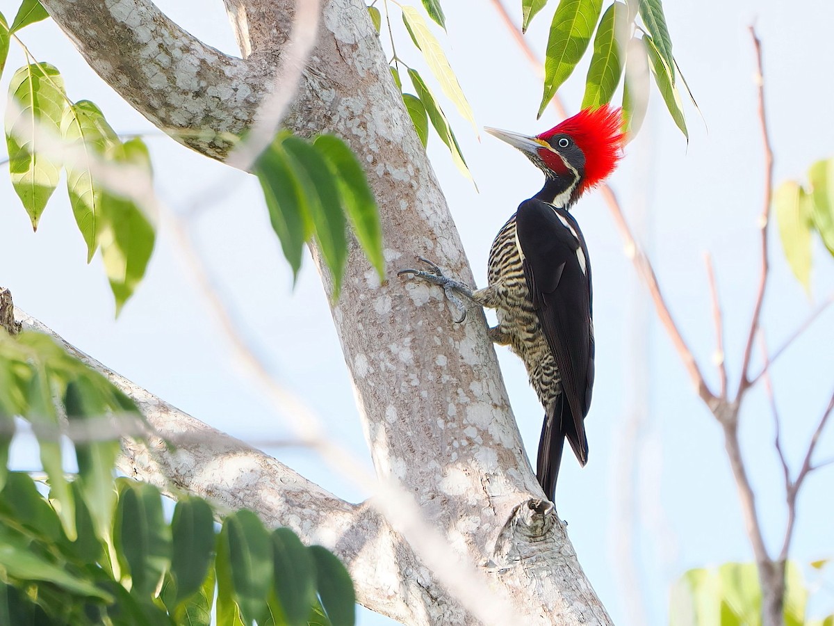 Lineated Woodpecker - ML646769583