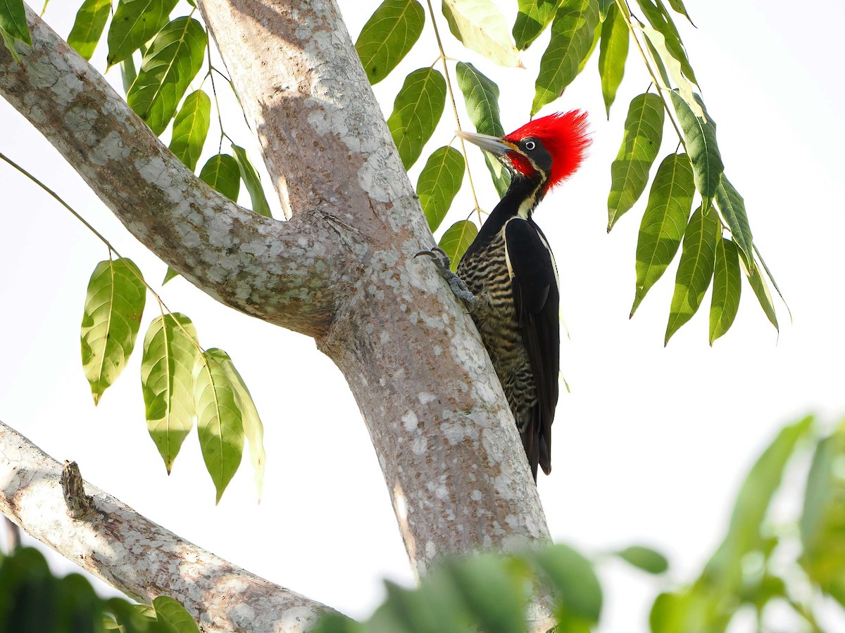 Lineated Woodpecker - ML646769584