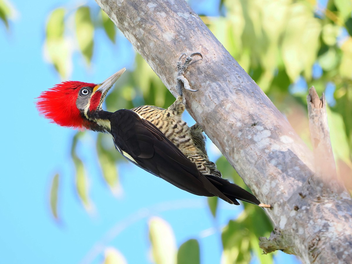 Lineated Woodpecker - ML646769585