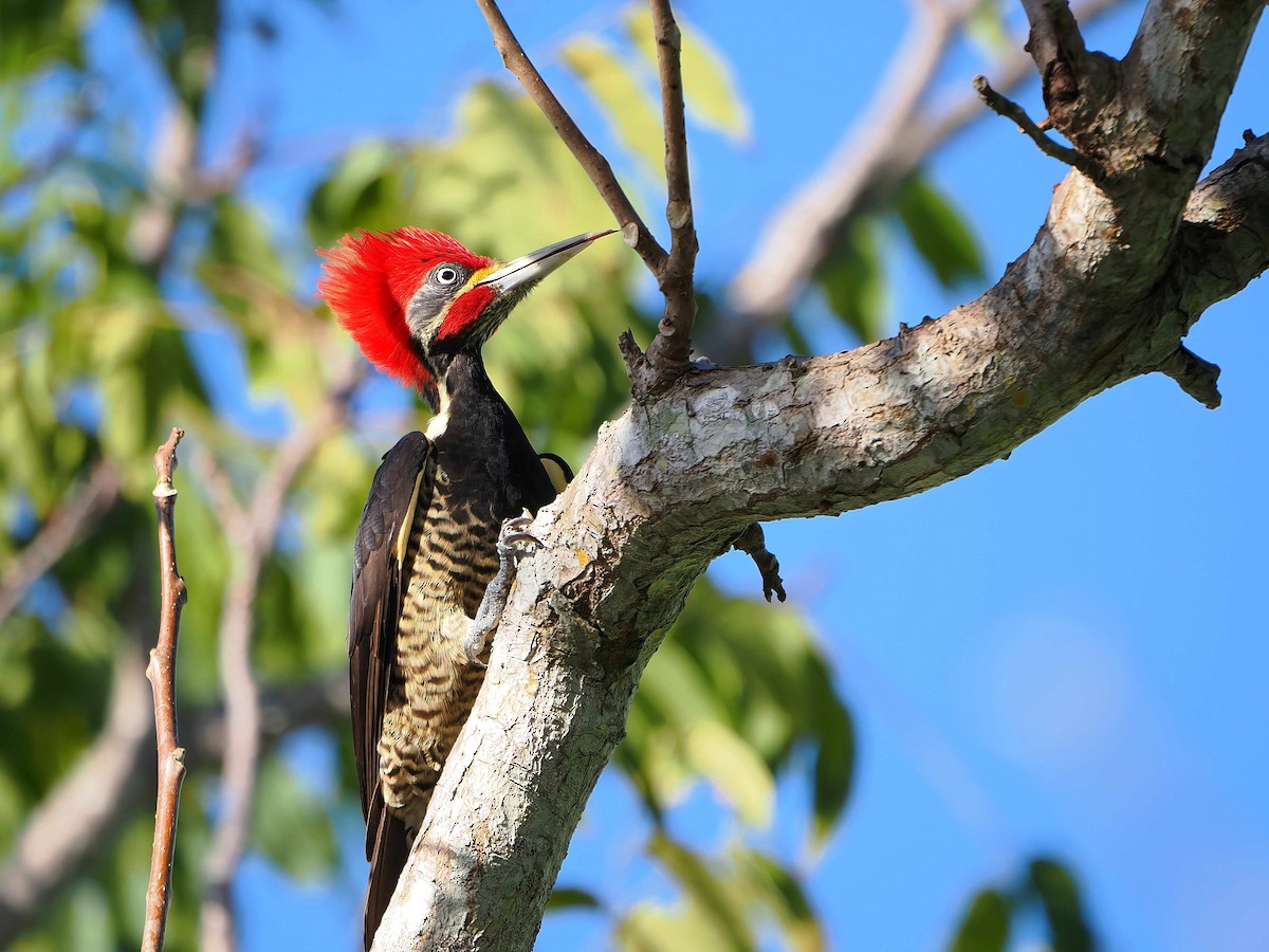 Lineated Woodpecker - ML646769586