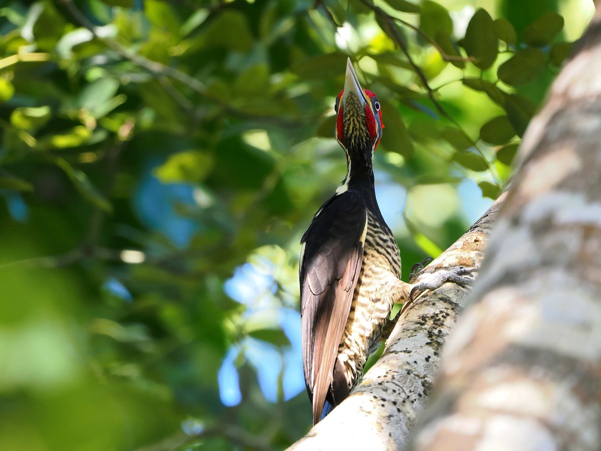 Lineated Woodpecker - ML646769587