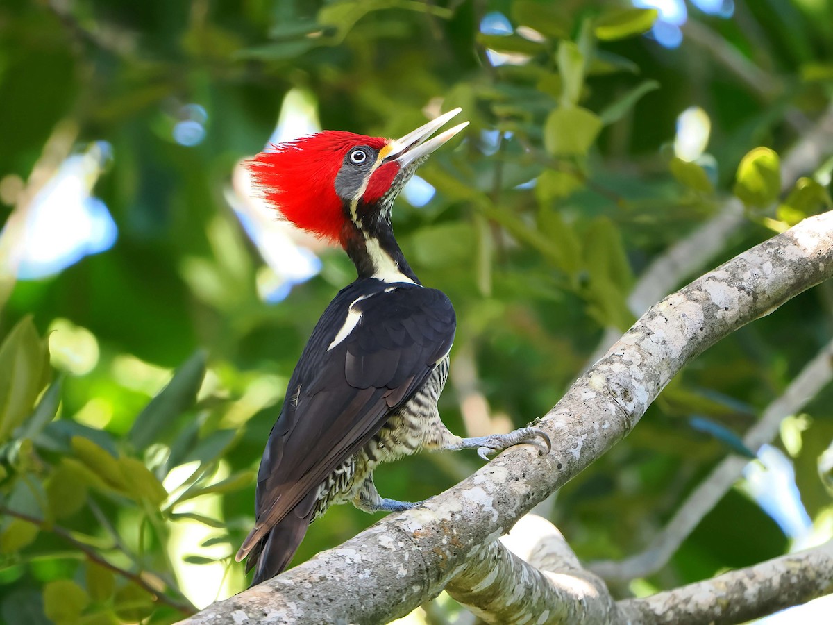Lineated Woodpecker - ML646769588