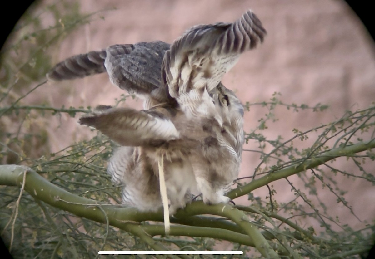 Great Horned Owl - ML646769589