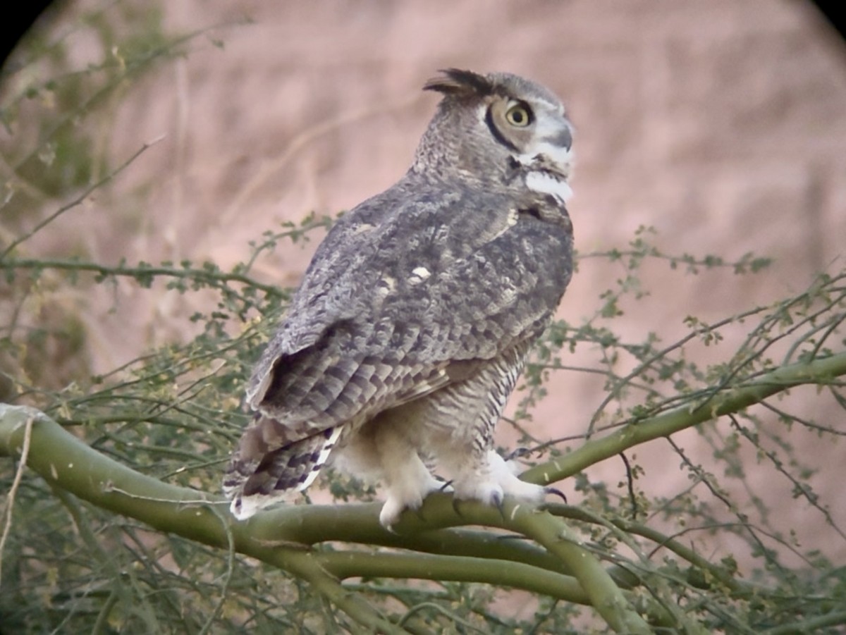 Great Horned Owl - ML646769590